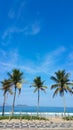 Coconut trees on Ipanema beach Rio de Janeiro Brazil