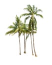 Coconut trees isolated on white Royalty Free Stock Photo