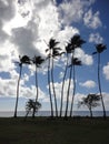 Coconut trees at Kawaikui Beach Park Royalty Free Stock Photo