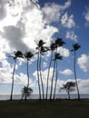 Coconut trees at Kawaikui Beach Park Royalty Free Stock Photo