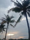 Coconut trees in the late afternoon in the beautiful countryside Royalty Free Stock Photo