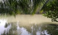 coconut trees leaf reflect on water in village lake, trees reflection on lake water