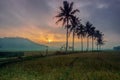 Coconut trees lined with beautiful sunrise views