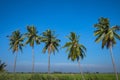 coconut trees lined up againts blue sky and green field