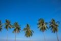 coconut trees lined up againts blue sky and green field at