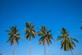 coconut trees lined up againts blue sky and green field
