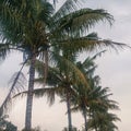 Coconut trees lined up, taken in the afternoon