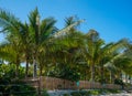 Coconut trees at the Lorient beach on the island of Saint Barthelemy Royalty Free Stock Photo