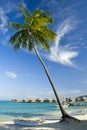 Coconut trees on moorea in sou Royalty Free Stock Photo