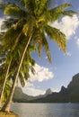 Coconut trees moorea south sea