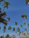 coconut trees in the morning, with a beauty sky Royalty Free Stock Photo