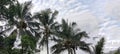 Coconut trees in the morning warung klothok Jogyakarta Royalty Free Stock Photo