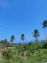 Coconut trees mountain ricefield farm