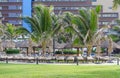 Coconut trees near swimming pool