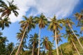 Coconut trees at Nom Island, Nam Du islands, Kien Giang province, Vietnam