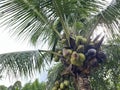 Coconut trees and other fruit trees in the garden Royalty Free Stock Photo