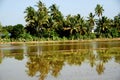 Coconut trees and paddy field