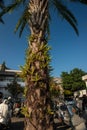 The coconut trees of Tainan City Government are full of ferns!