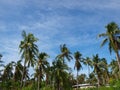 Coconut trees in Philippines Royalty Free Stock Photo