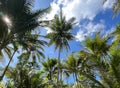 coconut trees plantation with a blue sky background Royalty Free Stock Photo