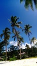 Coconut trees Royalty Free Stock Photo