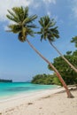 Coconut trees. Port Olry village, N.E.Espiritu Santo island-Sanma province-Vanuatu. Royalty Free Stock Photo