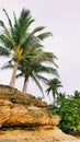 Coconut trees Royalty Free Stock Photo