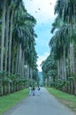 Coconut trees in royal Botanic Gardens,kandy,Sir Lanka