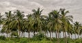 Coconut trees in rural village.Rural village scenary