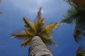 Coconut trees Royalty Free Stock Photo