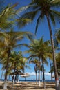 Coconut trees Royalty Free Stock Photo