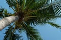 Coconut trees. Scenic view tall coconut palm tree with sun light when looking up blue sky. Palm Sunday concept.