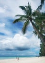 Coconut trees by the sea