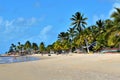 Coconut trees by the sea