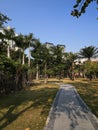 Coconut Trees in the Seaside Wind 1