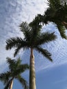 Coconut Trees in the Seaside Wind 3