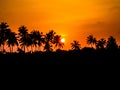 Coconut Trees and the setting sun