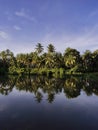 Coconut trees and shadows on river water, a community village, Aceh