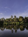 Coconut trees and shadows on river water, river water waves a little, a resident village, Aceh