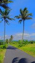 coconut trees in the side of the road with views of rice fields and blue sky