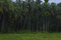 Coconut trees on the sides of paddy field Royalty Free Stock Photo