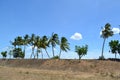 The coconut trees with sky