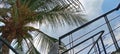 coconut trees, stair railings made of welded iron