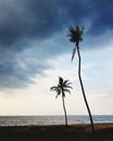 Coconut trees standing at beach against storm clouds Royalty Free Stock Photo