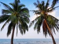 Coconut trees standing at paradise beach Royalty Free Stock Photo