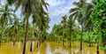 Coconut trees submerged in Godavari river during floods, konaseema, Rajahmundry, Andhrapradesh.