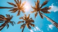 Coconut trees, summer trees. Background high quality image Royalty Free Stock Photo