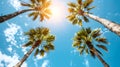 Coconut trees, summer trees. Background high quality image Royalty Free Stock Photo