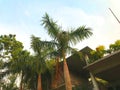 coconut trees in the sun