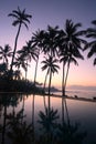 Coconut Trees at sunrise